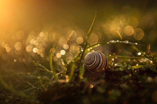 Schnecke im hohen, nassen Gras.