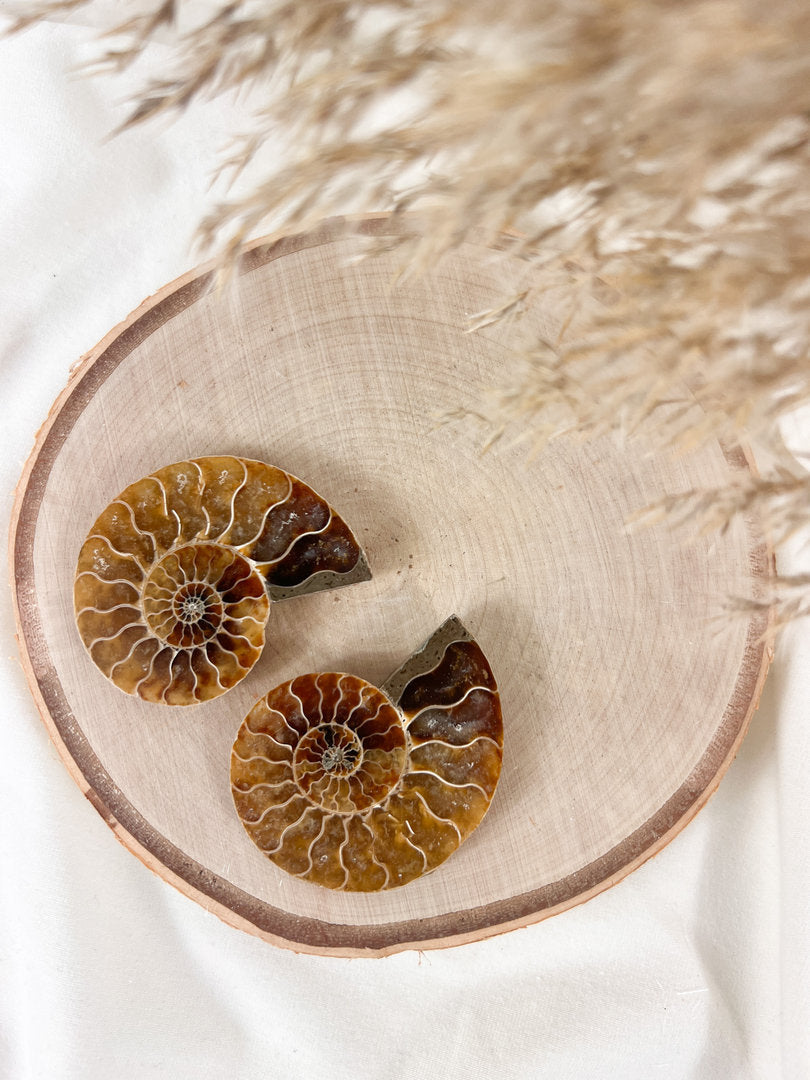 💫Sehr schöne, fossile Ammoniten🐚 (Paar)