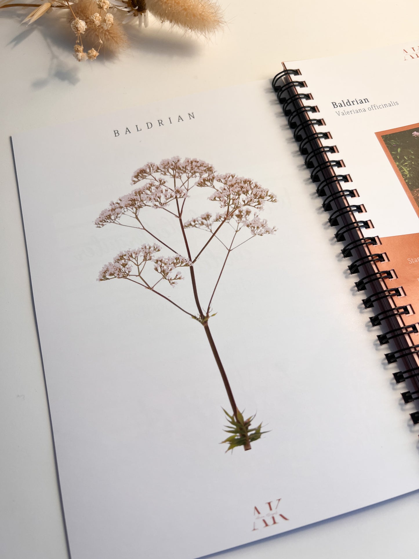 Buch: Zauber der Wild- & Heilkräuter von Anne Krüger