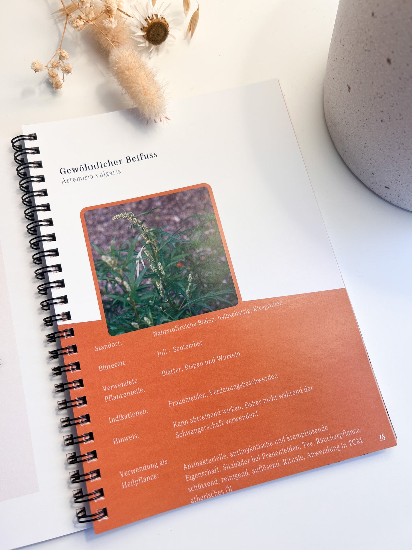 Buch: Zauber der Wild- & Heilkräuter von Anne Krüger