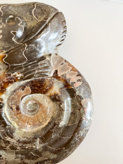 Ammonit mit Gravur "Chamäleon"
