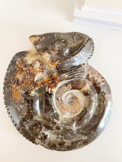 Ammonit mit Gravur "Chamäleon"