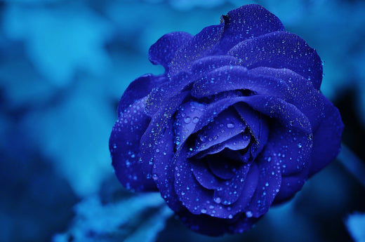 Blaue Rose auf blauem Hintergrund