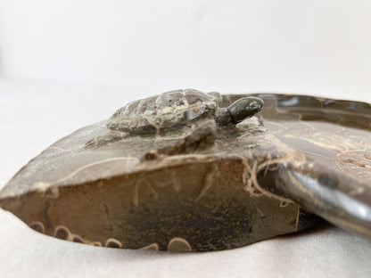 Ammonit Schale mit Schildkröten Gravur - Einzelstück