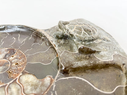 Ammonit Schale mit Schildkröten Gravur - Einzelstück