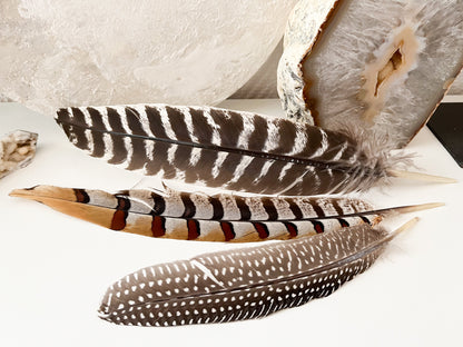 Schöne Räucherfedern 🪶🪶für dein Räucherritual ♨️, verschiedene Ausführungen