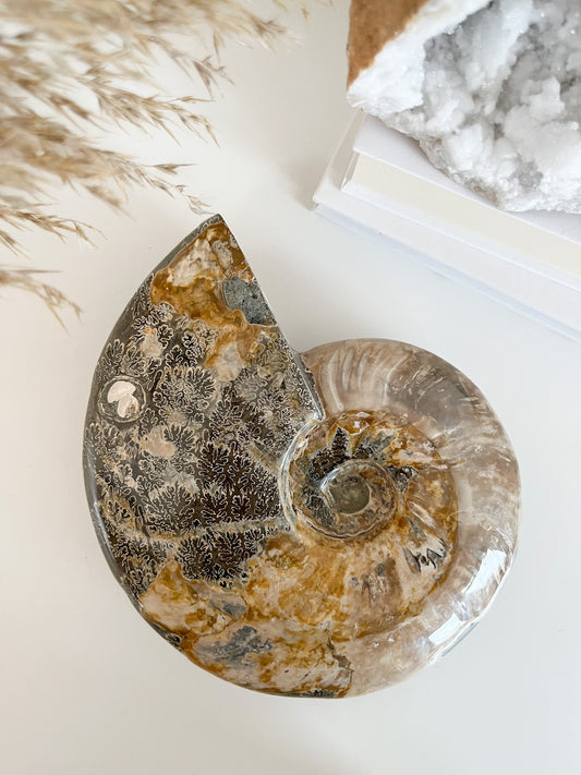 Ammonit Gr. XXL opalisiert